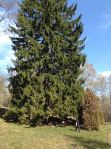 Världens största gran?