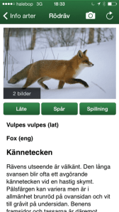 Här finns svaret på hur räven låter!