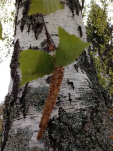 björk