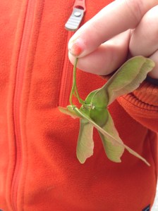 Frön från en lönn.