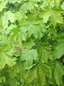 Så här ser lönnblad ut, Bland de stora bladen finns fröna.