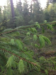 Granskott - just nu i en gran nära dig...