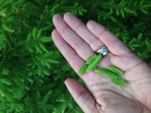 Fyll på med energi under skogsturen
