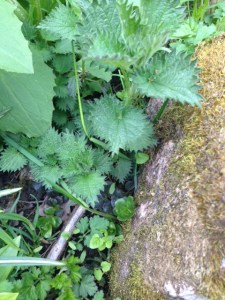 Brännässlor kan man hitta nästan var som helst, i en skog eller trädgård nära dig...