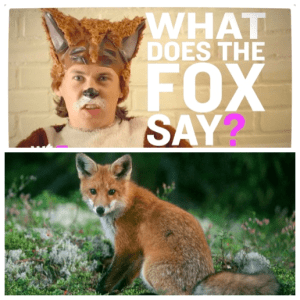 Ylvis och många andra undrar hur räven låter...?