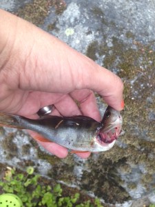 Du behöver båda händerna för att knäcka nacken. Här är håller jag mobilen med ena hande för att kunna ta kort. Fisken är redan död.