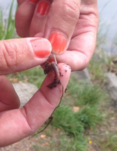 Jag ber om ursäkt för mina fula naglar! De var fina för några dagar sedan, men jag har inte haft tid att fixa till dem igen.