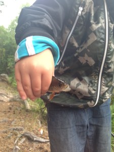 Tjoho! Vi fick upp en småabborre direkt.