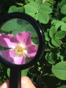 Två bladlöss på nyponrosens kronblad!