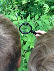 Trångt framför förstoringsglaset...