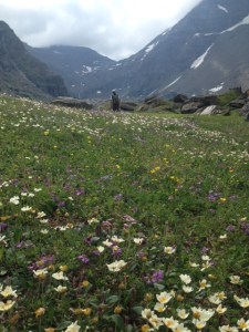 Vackra blomsterängar på vägen mot Trollsjön.