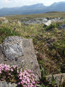 Fina blommor överallt. Det här är fjällglim.