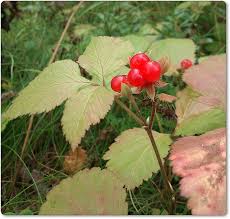 Så här ser stenbär ut. Finns överallt och går att äta.