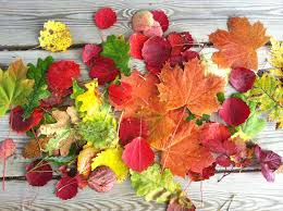 Höstlöv som skolbarn hittat.