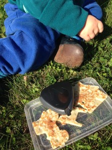 Lite socker och kanel på pannkakstraktorn, hästen och huset, nägra sekunder senare är de uppätna...