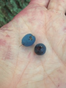 Är du van ser du skillnaden direkt, men det krävs lite övning. Till vänster odon, till höger blåbär.