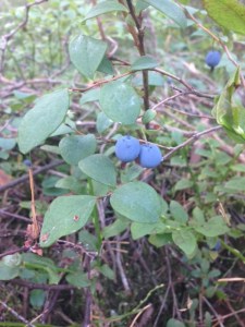 Vackra odon, fotograferade och därefter plockade hemma i min närskog.