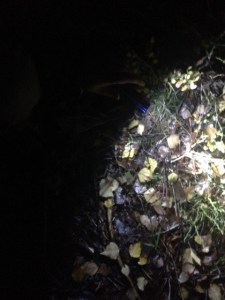 Allt ser lite annorlunda ut i ficklampans sken.