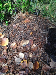 Snart sover allihop!