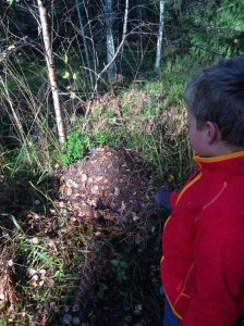Vi funderar över myrornas vinterplaner vid en myrstack i höstsolen.