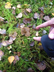 På den här bilden är inte bara två pekfingrar, utan två trattkantareller. Ser du båda svamparna? 