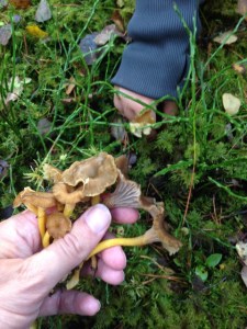 Var finns egentligen trattkantarellerna???