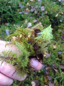 Så här ser husmossa ut. 