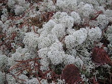 Fönsterlav - inte vitmossa! (Fotot lånat från Wikipedia)