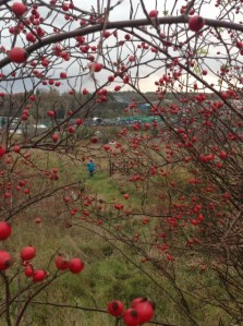 Massor av nyponbuskar!