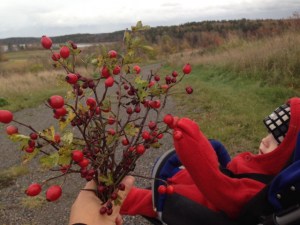 Fina nypon och oxelbär fick följa med hem.